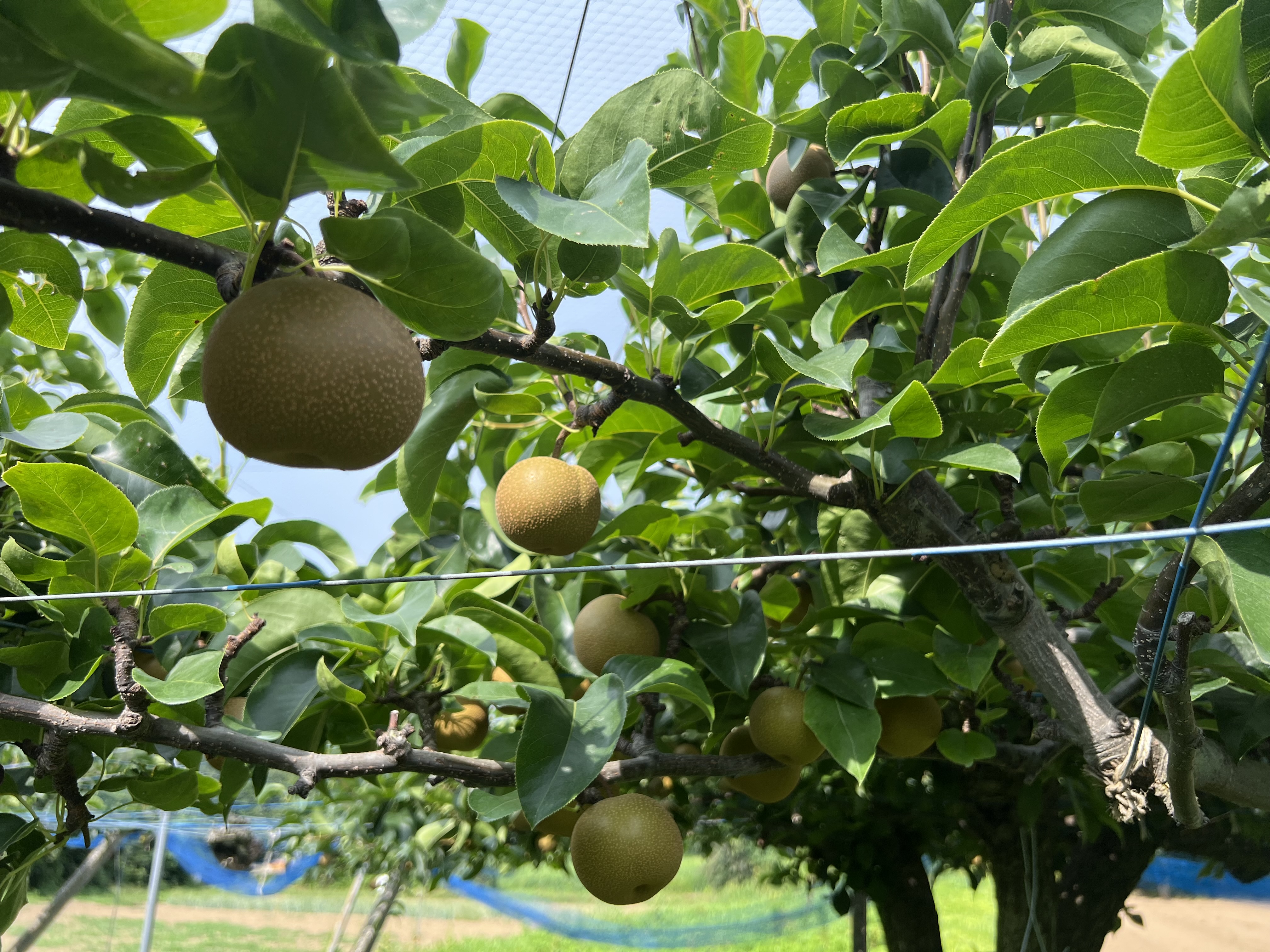 究極の果実絞り込み